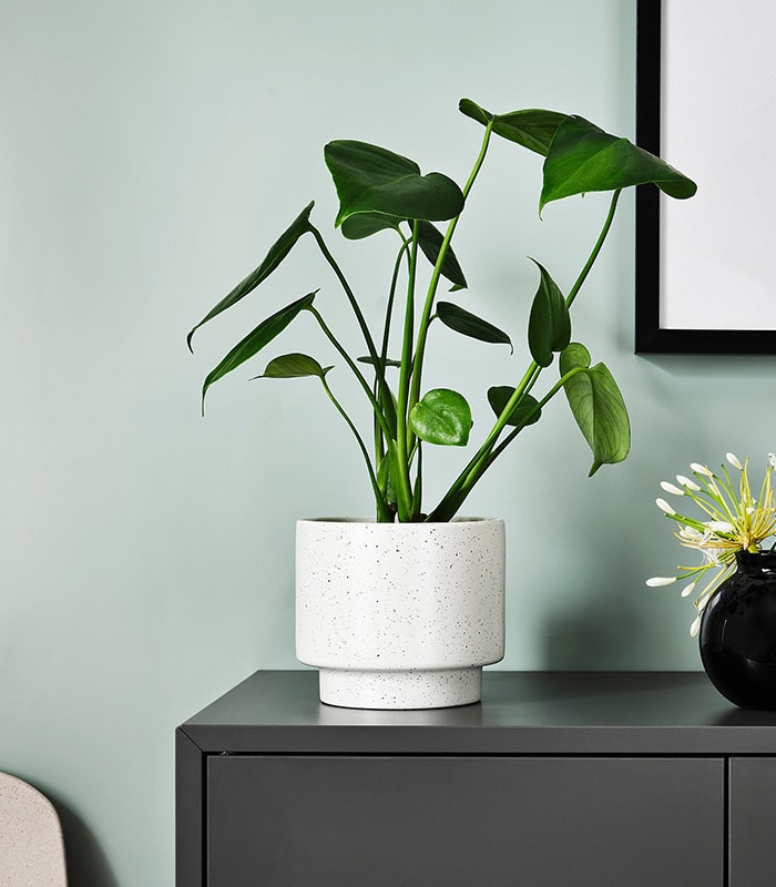 w-planters-2-0 Drakfrukt - الصورة 1